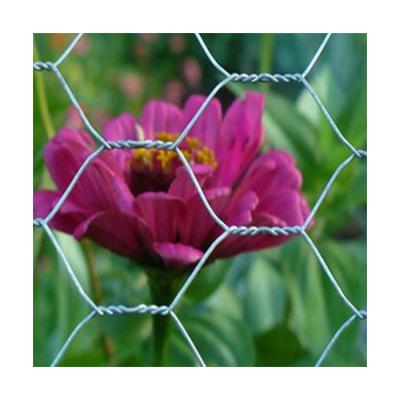 China Twill Weave Chicken Wire Hot Dip Galvanized Hexagonal Mesh Wire Mesh with Best Price for sale