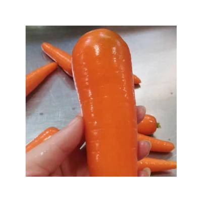 China Fresh Professional Manufacturer Natural Delicious Vegetable Fresh Carrots For Sale for sale