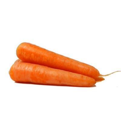 China Fresh Food Chinese Red Carrot China Price for sale