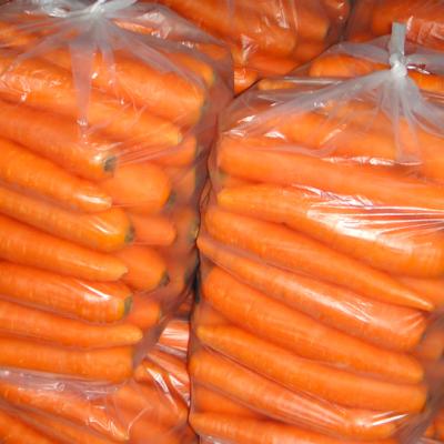 China China Fresh Fresh Bulk Carrot for sale