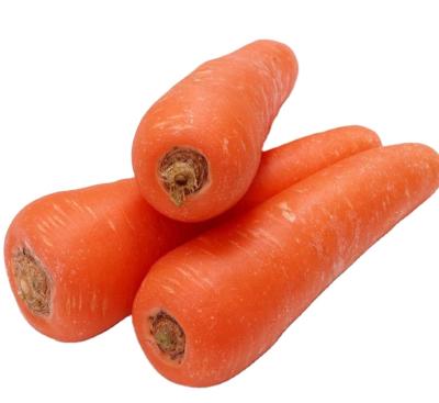 China Best Organic High Quality Export Vitamin C Fresh Selling Frozen Carrot for sale