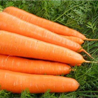 China Carrot of new fresh organic fresh cultivation vegetables/wholesale price carrot seeds bulk carrots for export in China for sale