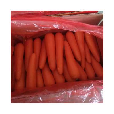 China 2021 China Wholesale Rganic Vegetables Fresh Manufacturer Bulk New Season Fresh Carrot for sale