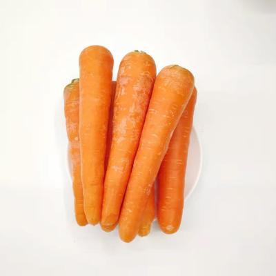 China Wholesale high quality fresh hot promotion and nutritious low price delicious carrots for sale