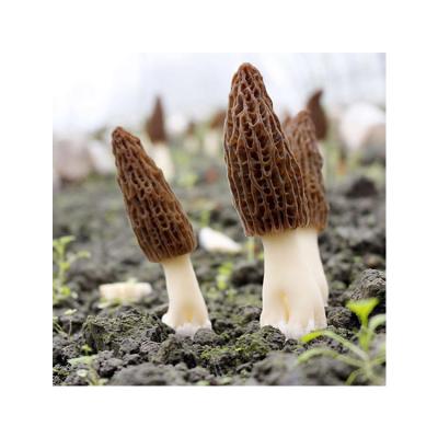 China Newest Culture China Direct Selling Dried High Quality Organic Dried Nightshade Mushrooms for sale