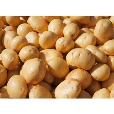 China Wholesale high quality original vegetable patato fresh potato ecology fresh for sale