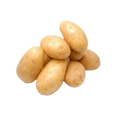 China Wholesale fresh high quality original ecology yellow potato importers in dubai for sale