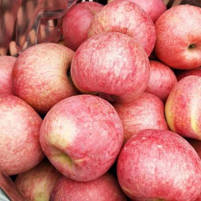 China Factory Fresh Wholesale Customized Fresh Good Quality Apple Fruit Qinguan Apple Apple Fruit for sale