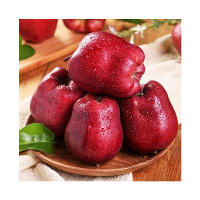 China Fresh Fruit Huaniu Red Apples Delicious Fresh Chinese Sweet Fresh Taste For Wholesale for sale