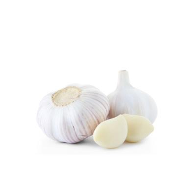 China Wholesale Price Newest Cultured Fresh Export Quality Organic Garlic For Sale From China Manufacturers for sale