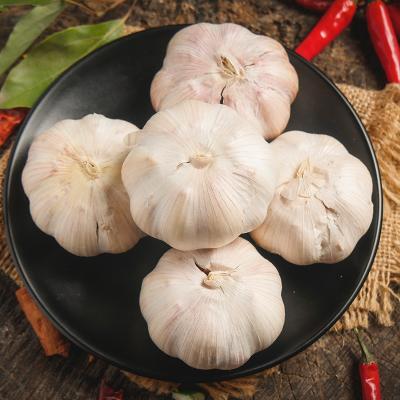 China Garlic price china fresh cheap sale fresh braid producer for sale