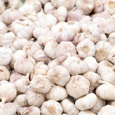 China Good fresh white garlic price 6.0cm for sale 2020 market for sale