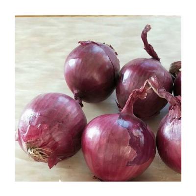 China Wholesale Fresh Competitive Price Healthy Premium Quality Red Onion Exporters In China for sale