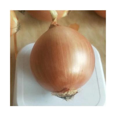 China 2022 high quality and low price delicious fresh nutritious healthy yellow onions wholesale for sale