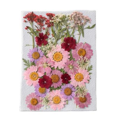 China Factory Price Natural Fresh Flowers And Plants Pink Pressed Real Flowers Dry Pressed Flowers 35 Pcs for sale