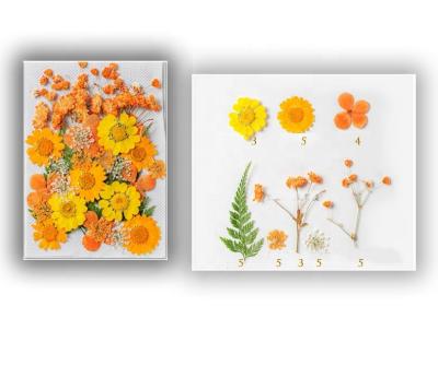 China Natural Fresh Flowers And Plants Wholesale Dried Pressed Flowers Pressed Dried Flowers For Resin 35 Pcs for sale