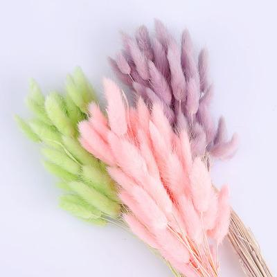 China Wholesale Indor Decoration Natural Dry Flower Bunny Tail Preserved Grass for Christmas, Wedding, Festival, Party, Daily Home Decor. for sale