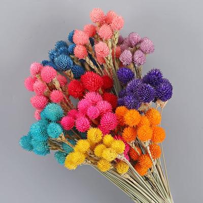 China Hot Selling High Quality Natural Indor Decoration Dried Gomphrena Preserved Flower for Christmas, Wedding, Festival, Party, Daily Home Decor. for sale