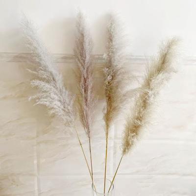 China Hot Selling Wholesale Natural Yunnan Amazon Fresh Flowers and Plants Preserved Pampas Tall Fluffy Pampas Grass for Wedding Decoration for sale