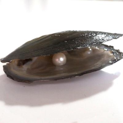 China Single Pearl 100 Pcs Freshwater Pearl 6-8mm AAA Freshwater Pearl In Oyster FedEx Shipping for sale