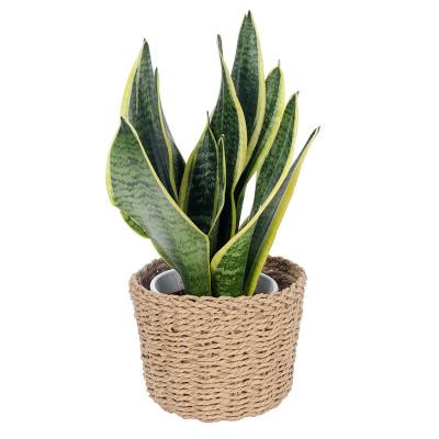 China Eco Friendly New Europe Paper Material Rope Weaving Flower Pots And Planters With Transparent Insert for sale