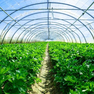 China Long time Promotion product 200 micron greenhouse film agriculture uv protection blue pe plastic greenhouse film with cheap price for sale