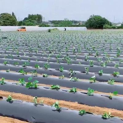 China UV Resistant Plastic Agricultural Mulch Film Agricultural Black Color Origin Cutting Type Service Place Model Black Mulch Film for sale