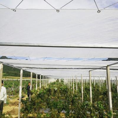 China Greenhouse cover Anti-aging rain-proof perforated greenhouse poly cover for orchard for sale