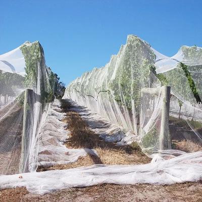 China UV Resistant Wholesale High tensile strength Hail Net High Quality White Apple Tree Agricultural Plastic Anti Hail Netting for sale