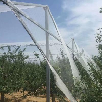 China UV Resistant Wholesale Hail Netting Protect Fruits and Plants from Hail Damage White Orchard Anti-Hail Anti Bird Netting Agricultural Plant for sale