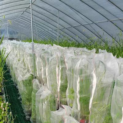 China UV Resistant 50 mes bag anti insect mono mesh netting for greenhouse fruit cover for sale