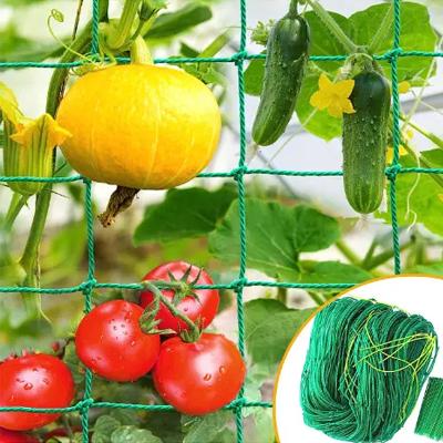 China UV Resistant 27 Strands Nylon  Trellis Netting Garden Netting For Tomato, Cucumber, Grape, Bean Climbing for sale