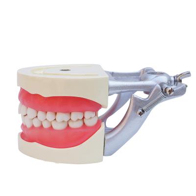 China Teaching Leader Of Phantom Pelvis Periodontal Developing Dental Model for sale