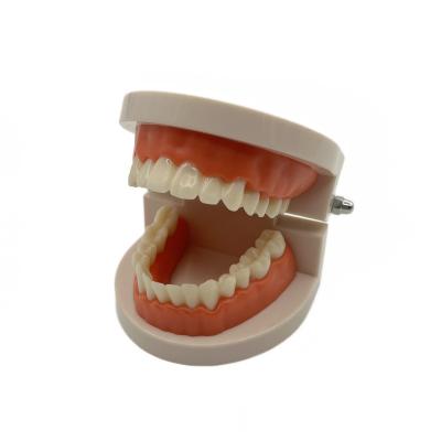 China School Dental Teaching Model Care Dental Model Clinical Teaching Oral Model Plastic Tooth Model for sale