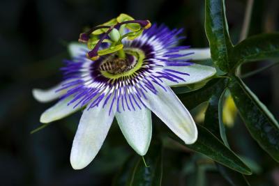 China top quality Flavones 3% passiflora coerulea extract /4:1Passiflora incarnata L. for sale