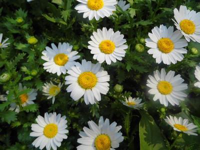 China feverfew herb extract /high quality feverfew extracts / 100% natural feverfew extract for sale