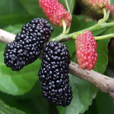 China High Quality Mulberry Fruit Powder Extract / Mulberry Fruit P.E. -- Morus alba L. for sale