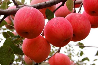 China Popular In Netherlands Rich Experience Bulk Red Apple Fresh Fuji Apple for sale