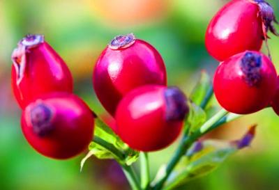 China Rose Hips Extract Powder with 10:1/5%-20% Rose Polyphenols/Vitamin C 5-17% for sale