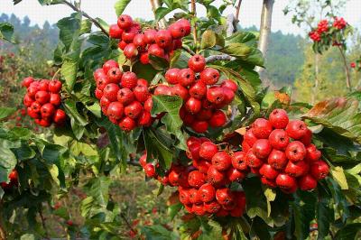 China High quality Hawthorne Berry Extract Hawthorne fruit Extract for juice/healthcare ingredient  application for sale