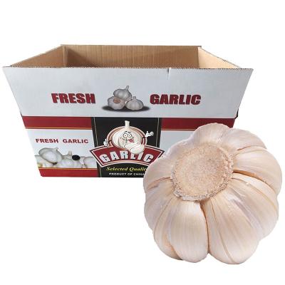 China Fresh 1kg Mesh Bag Packing Normal Garlic 10kg White Carton for sale