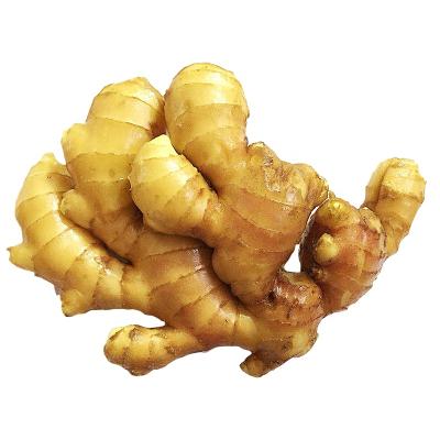 China 2018 best new fresh fresh dried ginger price in china for sale