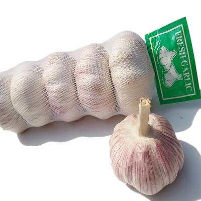 China 2021 New Fresh Culture Fresh Garlic 5.0CM Red Fresh Garlic for sale