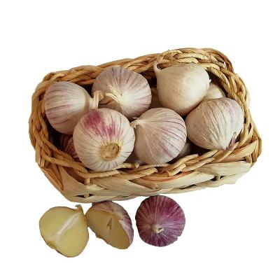 China China Fresh Single Clove Garlic 5.5cm Single Solo Garlic for sale