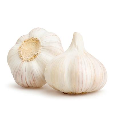 China Thick Bright Skin China Garlic Price 10 Kg Boxes 5 Loose Caliber 5.5, 5.5 To 6.0, 6.0 To 6.5cm for sale