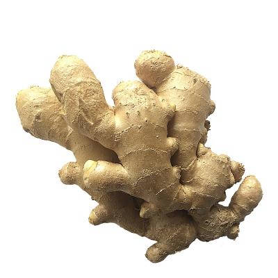 China China Fresh Ginger Root Buyers From Dubai Organic Dry Yellow for sale