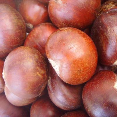 China New Fresh Cultivation Chestnuts Organic Bulk Price for sale