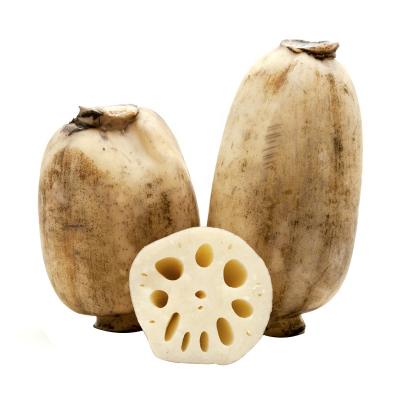 China Chinese Hot Sale Lotus Root Vegetable 20kg Fresh Carton for sale