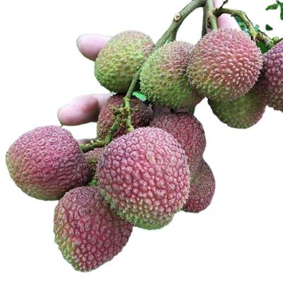 China fresh superior fresh red lychi / lychee for sale for sale