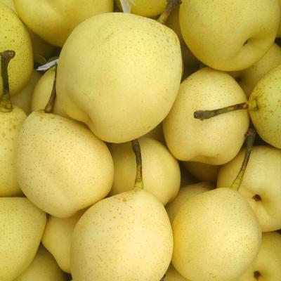 China Fresh Ya Pear Bulk Sale Organic Fruit Pear for sale